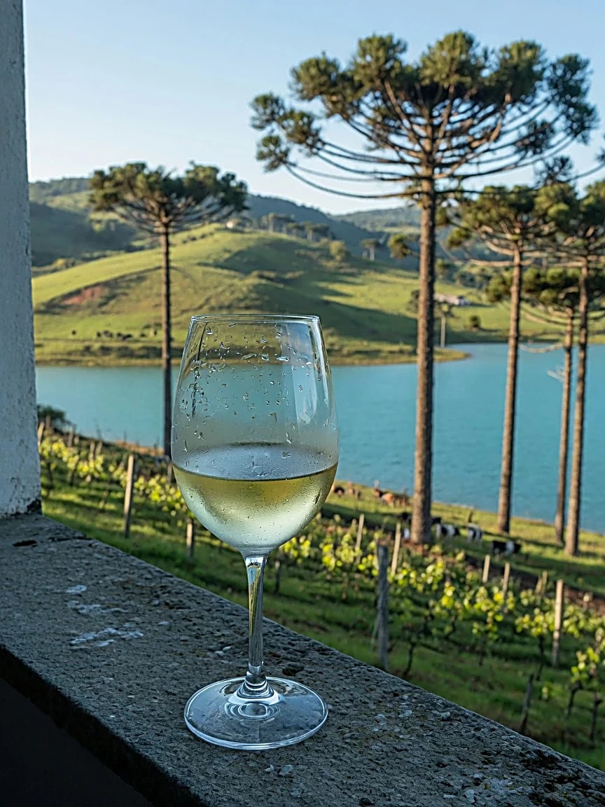 Sauvignon Blanc